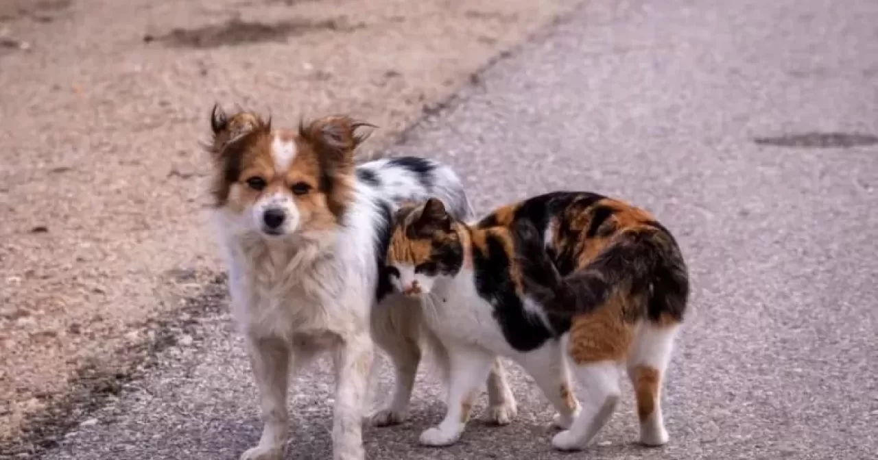 Animais--aspect-ratio-40-21
