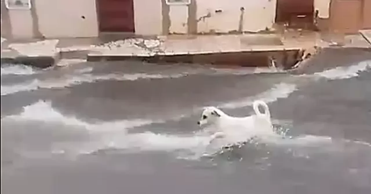 Cachorro-Arrastado-por-agua-em-Juazeiro-do-Norte-aspect-ratio-40-21