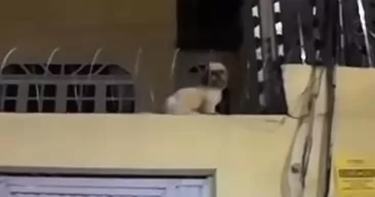 Corpo-de-Bombeiros-resgata-cachorro-preso-em-cerca-eletrica-em-Barbalha-aspect-ratio-40-21