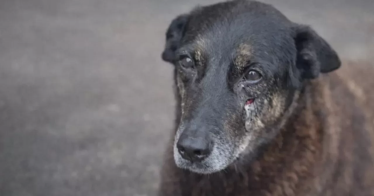 Foto-cao-Orelha-aspect-ratio-40-21