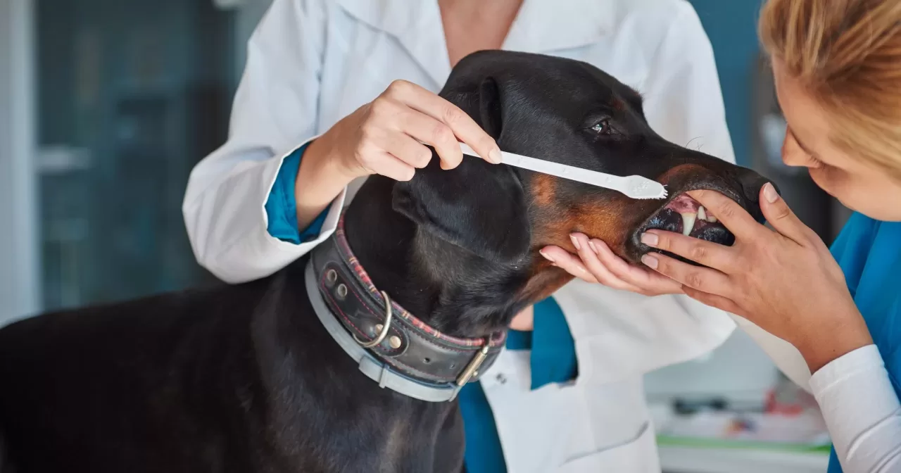 Higiene-bucal-e-essencial-para-evitar-problemas-periodontais-nos-pets-aspect-ratio-40-21