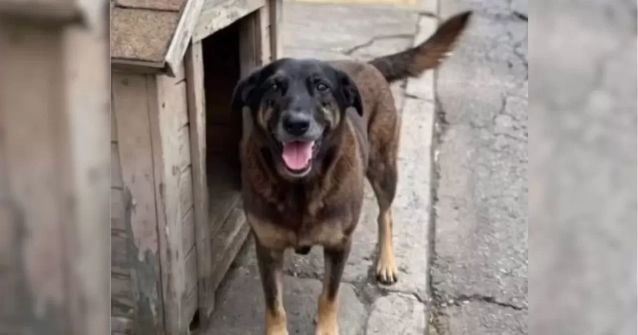 cao-orelha-praia-brava-2-1-aspect-ratio-40-21