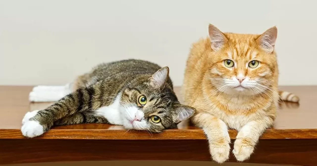 gatos-aspect-ratio-40-21
