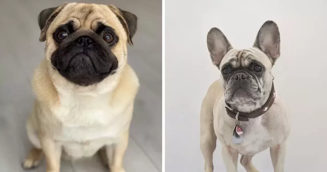 pug-e-buldogue-frances-aspect-ratio-40-21